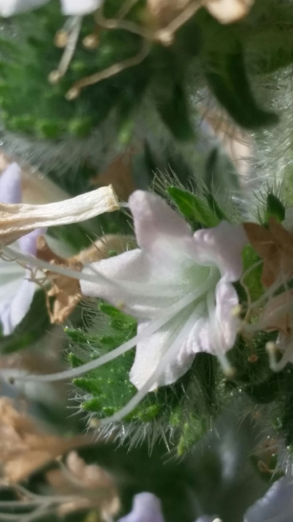 Echium italicum (Boraginaceae)